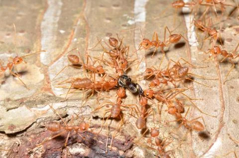 Red Ant Stock Photos