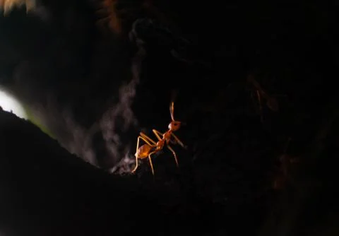 Red Ant Stock Photos