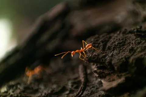 Red Ant Stock Photos