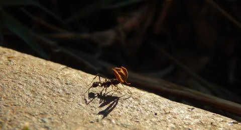 Red ant. 库存照片