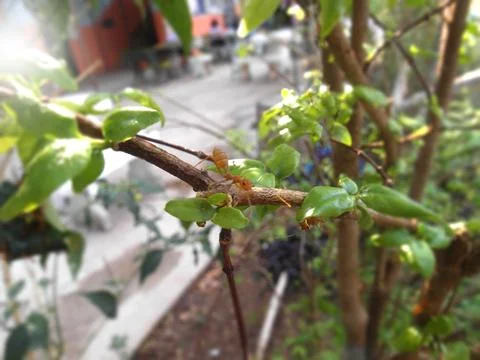 Red ant Stock Photos