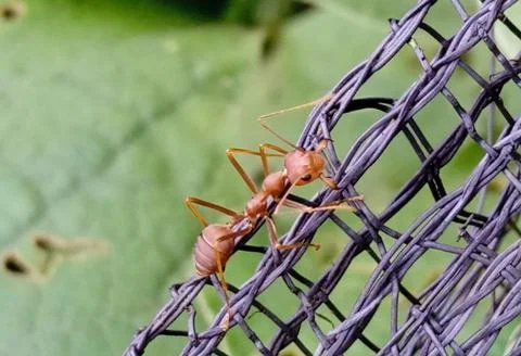 Red Ant Stock Photos