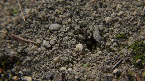 Red Ant Placing a Grain of Sand Stock Footage 54047047