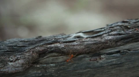 Red ant running along a log Stock Footage 30027175