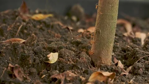 Red Ant Soldiers Stock-Footage 253069756