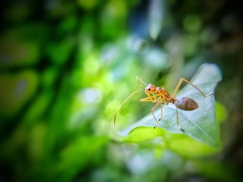A red ant is standing on a leaf Foto stock