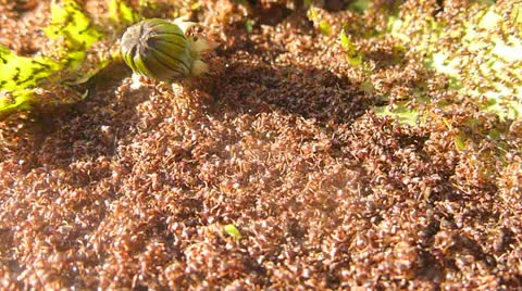 Red Ant Swarm Close Up Stock Footage 22553891