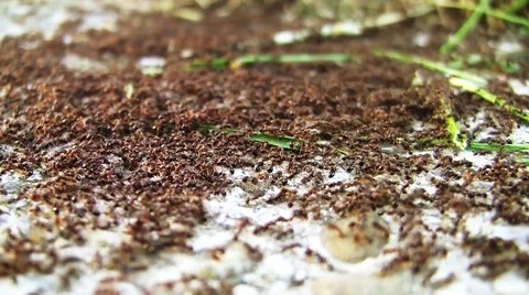 Red Ant Swarm 스톡 동영상 46713654