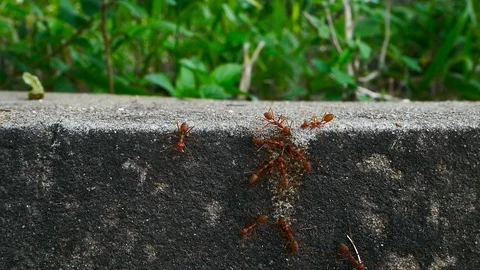 Red ant team Stock Footage 95931267