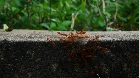 Red ant team Video stock 95934342