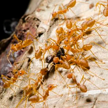 Red Ant team work Stock Photos