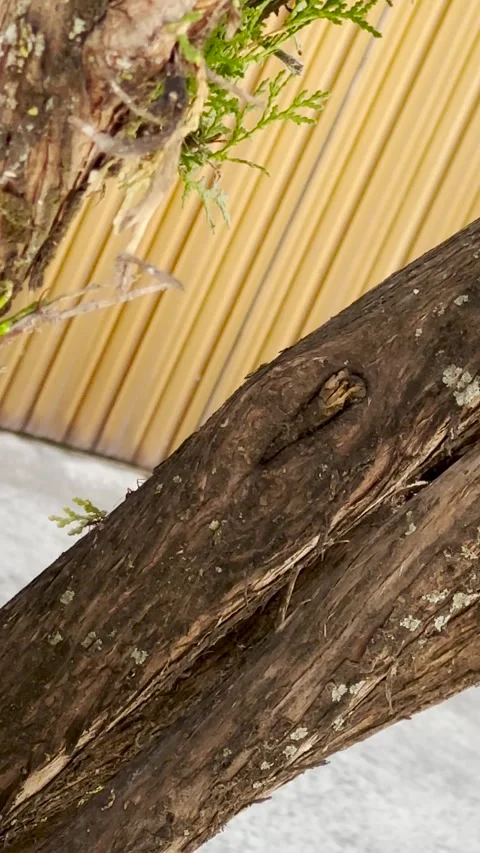 Red ant transporting its food to the anthill a green pine leaf, on a trunk Stock Footage 248585518