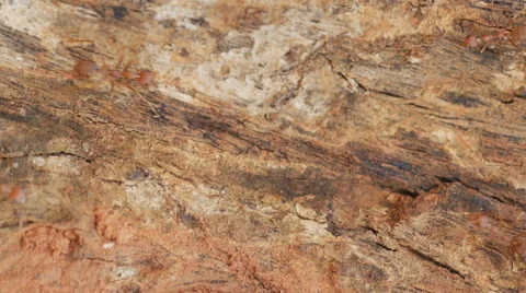 Red ant on tree background Stock Footage 61121167