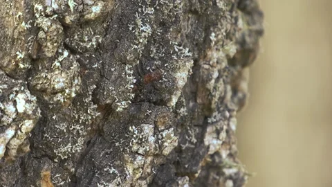 RED ANT IN A TREE Stock Footage 99695249
