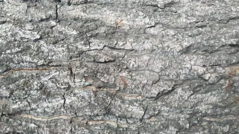 Red ant on tree in tropical rain forest. Stock Footage 162259213
