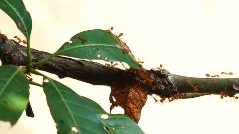 Red Ant walk on tree 스톡 동영상 77214974