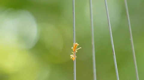 Red ant walking to the nest Stock Footage 55804411