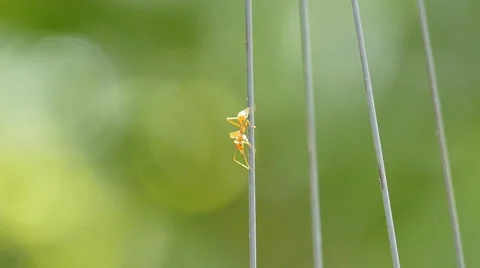 Red ant walking to the nest Stock Footage 55811137