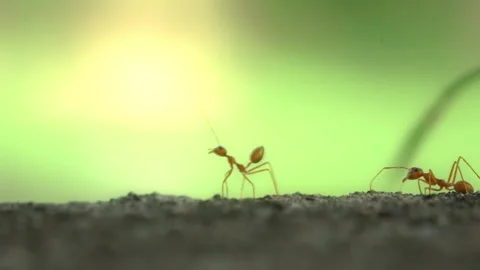 Red Ant Walking on Stone Surface Green Background in Garden Stock Footage 340562484