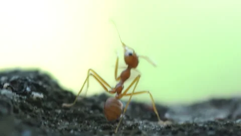 Red Ant Walking on Stone Surface Green Background in Garden Stock Footage 340562539