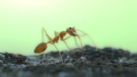 Red Ant Walking on Stone Surface Green Background in Garden Stock Footage 340562549