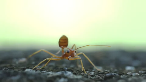 Red Ant Walking on Stone Surface Green Background in Garden Stock Footage 340562558