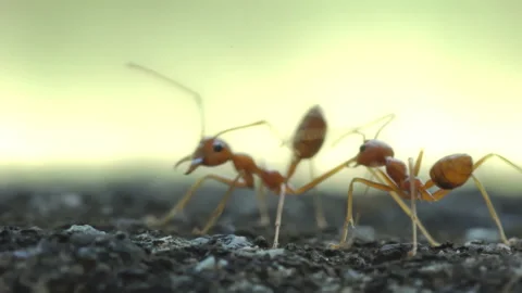 Red Ant Walking on Stone Surface Green Background in Garden Stock Footage 340562580