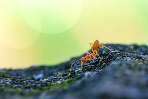 Red Ant Walking on Stone Surface Green Background in Garden 库存照片
