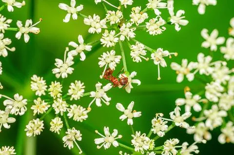 Red ant walking on tiny white flowers with green stems, detailed close-up 写真素材