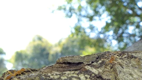 Red ant walking on tree. Video stock 97851508