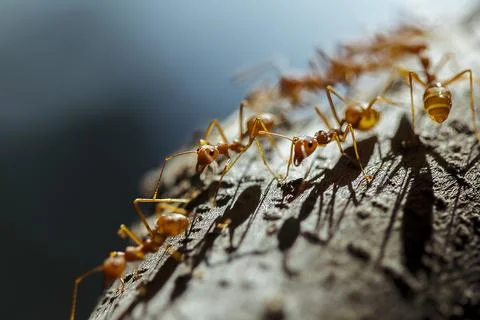 Red ant walking on the tree Stock Photos