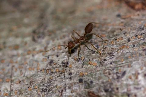 Red ant walking on the tree Stock Photos