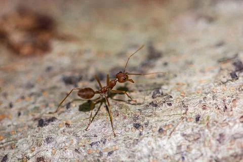 Red ant walking on the tree Stock Photos
