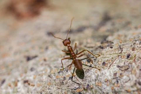 Red ant walking on the tree Stock Photos