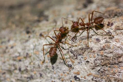 Red ant walking on the tree Stock Photos