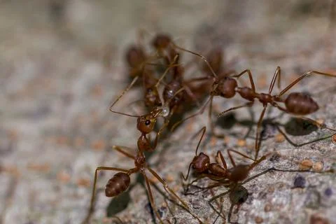 Red ant walking on the tree Stock Photos