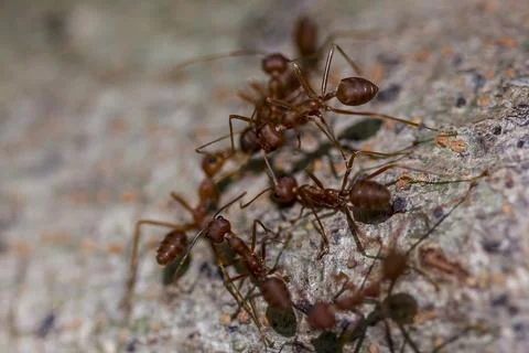 Red ant walking on the tree Stock Photos