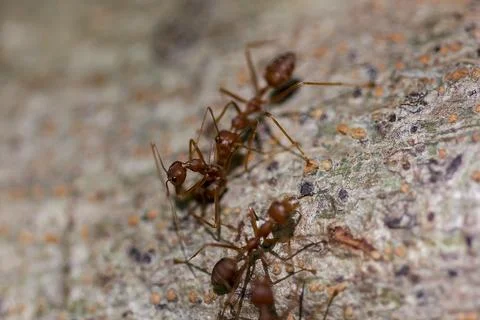 Red ant walking on the tree Stock Photos