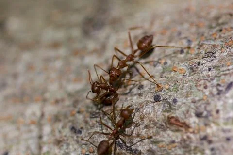Red ant walking on the tree Stock Photos