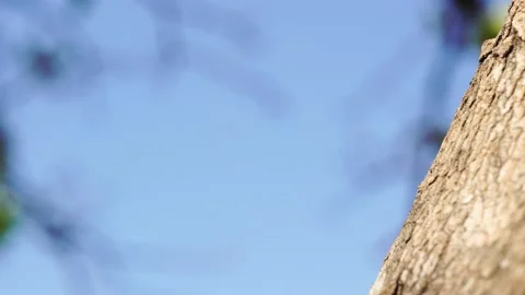 Red ant walking on a tree, Red ants walking on the tree, Concept team work toget Stock Footage 236570510