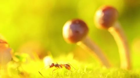 A red ant walks through a clearing with moss and mushrooms. Wildlife insects. Stock Footage 133599679