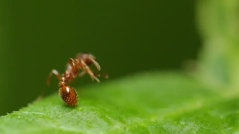 Red ant washing, macro Video stock 153277595