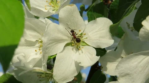 A red ant on the white flowers of an apple tree Stock Footage 237709772