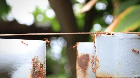 Red ant on the wood bridge 库存影片 39875856
