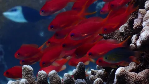 Red anthias 4K Stock Footage 331276521