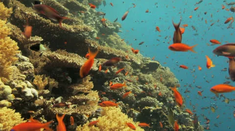 Red anthias covers the reef Stock Footage 22722373