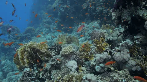 Red anthias covers the reef Stock Footage 22729692