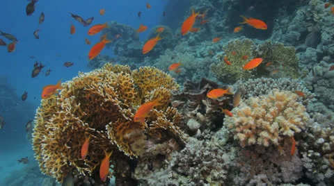Red anthias covers the reef Stock Footage 22729837