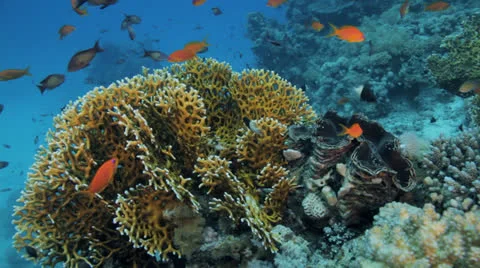 Red anthias covers the reef Stock Footage 22729952