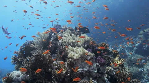 Red anthias covers the reef Stock Footage 22734061